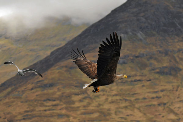Skye Eagle